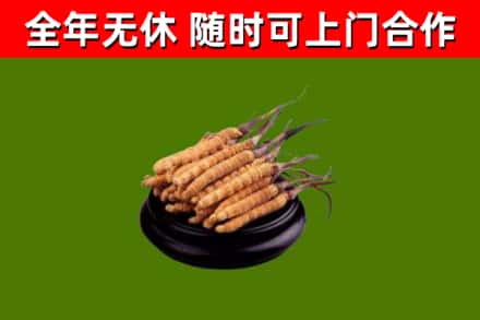拉萨烟酒回收冬虫夏草.jpg